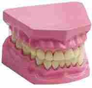 Dental Model