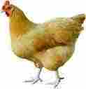 High Grade Poultry Feed Supplements