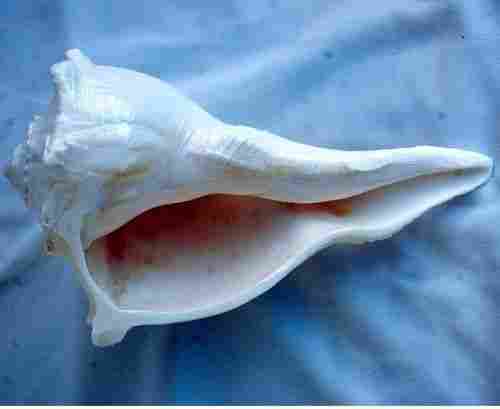 Right Hand Conch Shell