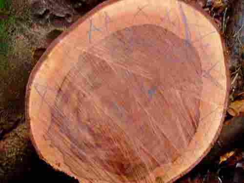 Bubinga Logs