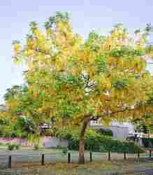 Cassia Fistula Golden Rain Tree