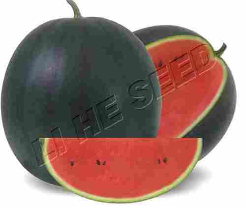 Watermelon Seed (Kyling 175)