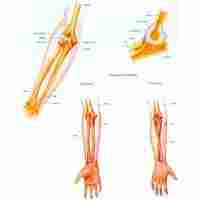 Elbow And Forearm Chart