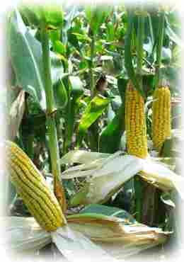Corn Grains