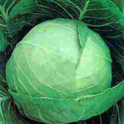 Cabbage Preeti Seed