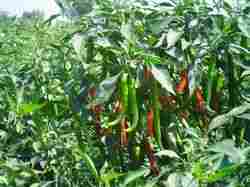 Chilly Bhgirathi Seed