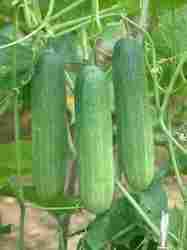 Cucumber Himani Seed