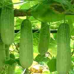Cucumber Reshma Seeds