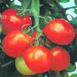 Shakti Tomato Seed