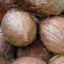 Fresh Mature Coconuts