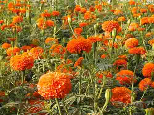 Marigold Seed For Lutein P-4