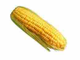Yellow Corn