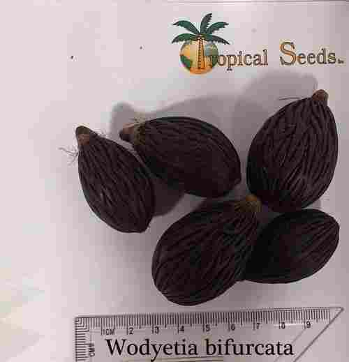 Wodyetia Bifurcata Palm Seeds