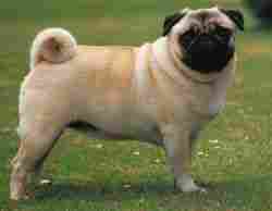 Pug Pet Dogs