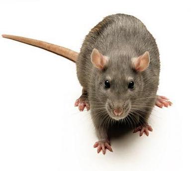 Rodent Management Services