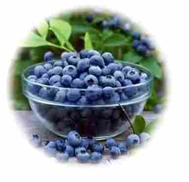 Bilberry Plant Extract