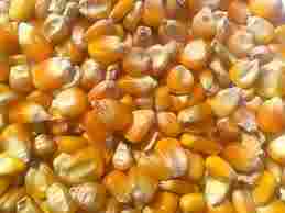 Indian Yellow Corn