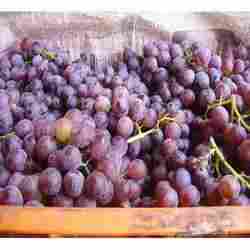 Muscat Type Grape