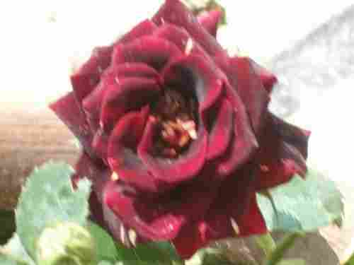 Abra Kata Debra Rose Plant