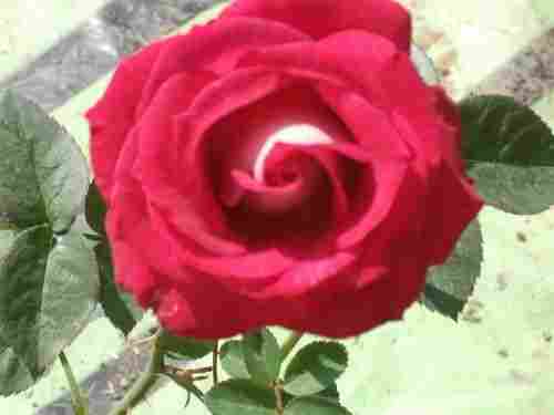 Bicolette Rose Plant