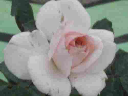Rose Flower Plant (Elief)