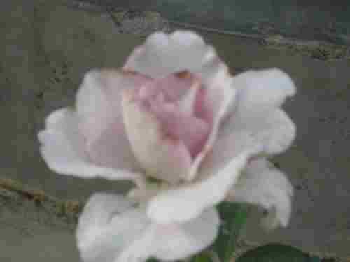 Rose Flower Plant (Lager Feld)