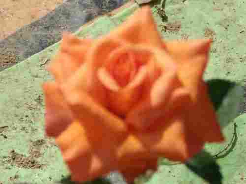 Rose Flower Plant (Lambada)
