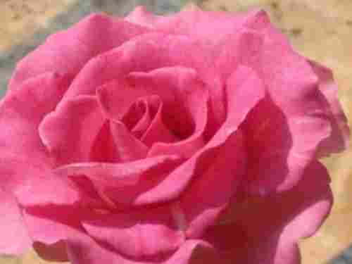 Rose Flower Plant (Mascara)