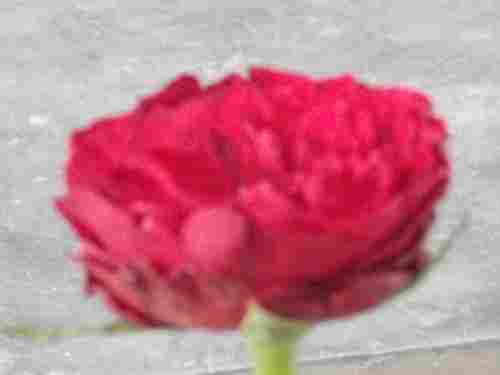 Rose Flower Plant (Red)