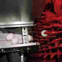 Automatic Egg Collector