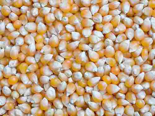 GMO Yellow and White Maize