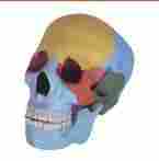 Life-Size Colored Skull (XC-104C)