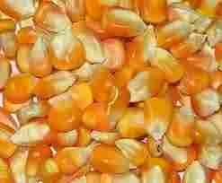 Corn / Maize Seed