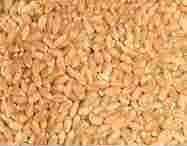 MEGHDOOT Wheat