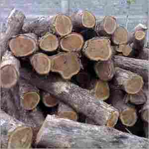 American Teak Wood Logs