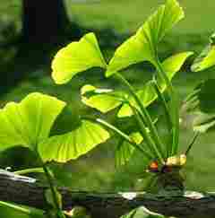 Ginkgo Biloba Extract-Flavone Glycosides And Terpene Lactones