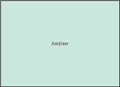 Amylase