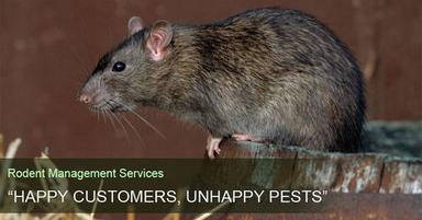 Rodent Treatment Management Services