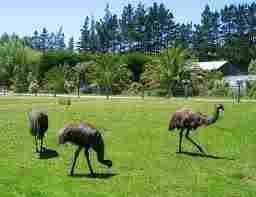 Poultry EMU Birds