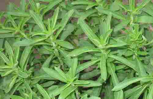 Pure Natural Stevia Leaf Extract