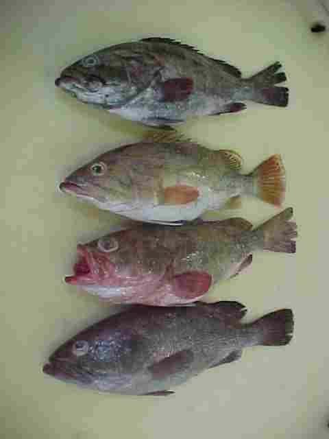Grouper Fishes
