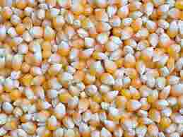 98% Pure Yellow Corn