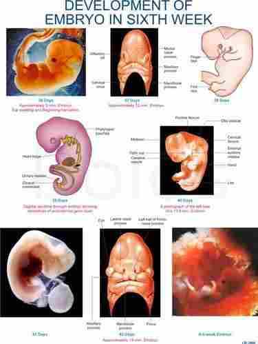  DBIOS मानव भ्रूणविज्ञान चार्ट्स
