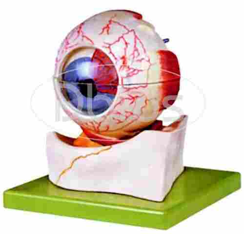 Eye Ball Model