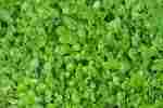 Gotukola (Centella Asiatica Grass)