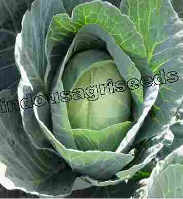Cabbage Seed