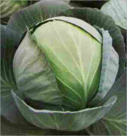 Cabbage Seeds (S-92)