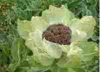 Snow Lotus Herb P.E.