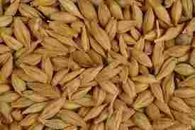 Whole Barleys