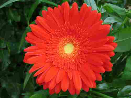 Gerberas Flower